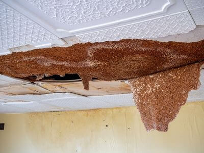 Professional ceiling water damage repair services in Ashburn